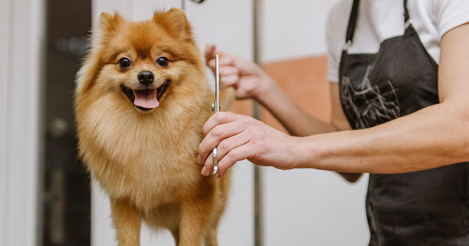 Dog Grooming In Felixstowe Kirton Tidy Paws Grooming